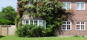 Roses in front of a house withe windows