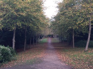 Walk in clivedon through avenue of trees
