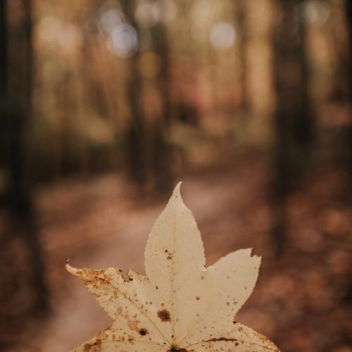 caleb-jones-FGa6dxpxIsQ-unsplash